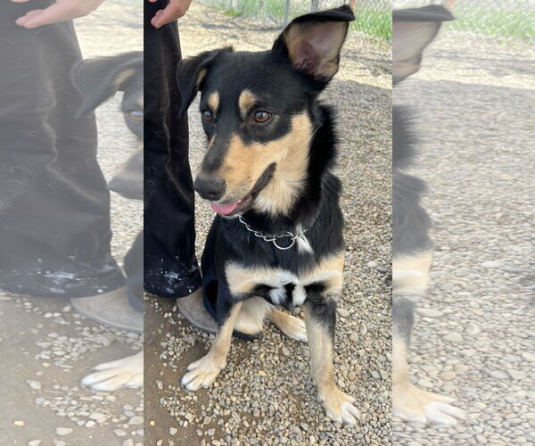 Medium Photo #3 Mutt Puppy For Sale in Emmett, ID, USA