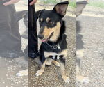 Small #2 Mutt
