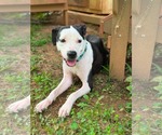 Small #1 Mutt