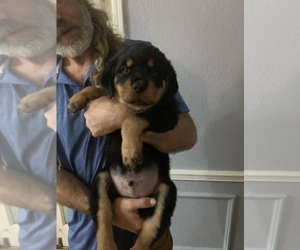 Medium Photo #18 Rottweiler Puppy For Sale in GARLAND, TX, USA