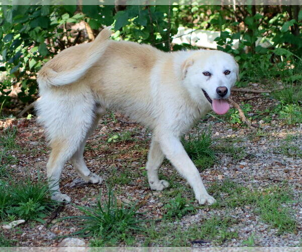 Medium Photo #2 Mutt Puppy For Sale in Green Forest, AR, USA