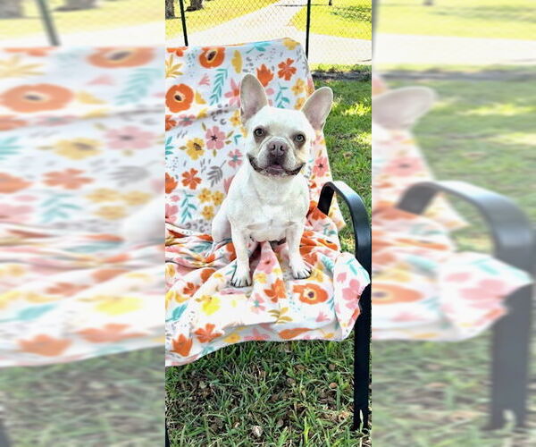 Medium Photo #14 French Bulldog Puppy For Sale in Weston, FL, USA