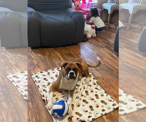 SAMU - Male Boxer Dog for Adoption - Photo #3