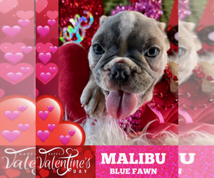 French Bulldog Puppy for sale in HEATHROW, FL, USA