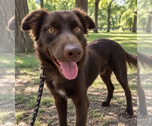 Medium Photo #1 Australian Shepherd-Unknown Mix Puppy For Sale in Tabernash, CO, USA
