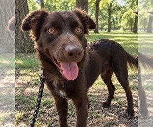 Australian Shepherd-Unknown Mix Dogs for adoption in Tabernash, CO, USA