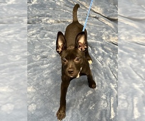 Mutt Dogs for adoption in Las Vegas, NV, USA