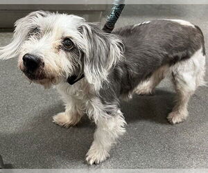 Maltese-Unknown Mix Dogs for adoption in Forestville, MD, USA