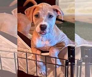 American Pit Bull Terrier-Labrador Retriever Mix Dogs for adoption in Lakewood, CO, USA