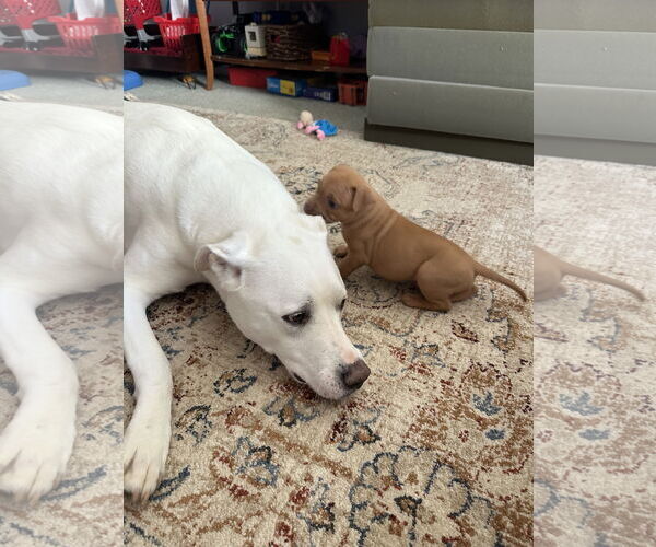 Medium Photo #11 Mutt Puppy For Sale in Philadelphia, PA, USA