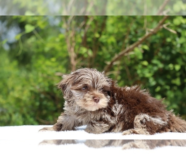 Medium Photo #2 ShihPoo Puppy For Sale in DYERSBURG, TN, USA