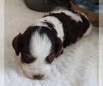 Small #5 Cavapoo
