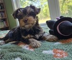 Small Photo #13 Yorkshire Terrier Puppy For Sale in RHOADESVILLE, VA, USA