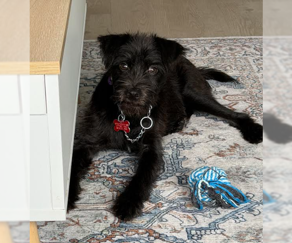 Medium Photo #3 Mutt Puppy For Sale in San Diego, CA, USA
