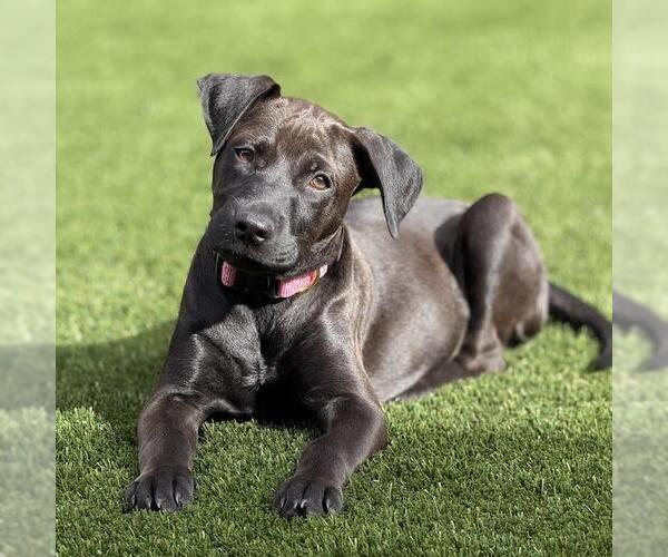 Medium Photo #9 Boxador Puppy For Sale in San Diego, CA, USA