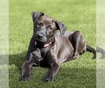 Small #8 Boxador