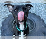 Small #2 Mutt