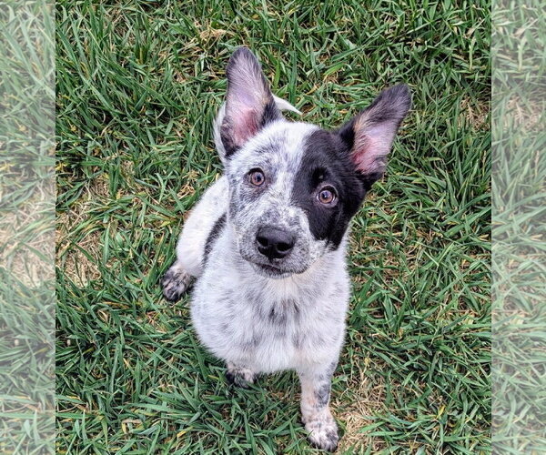Medium Photo #2 Collie-Unknown Mix Puppy For Sale in Sandy, UT, USA
