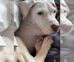 Small #16 Labrador Retriever Mix