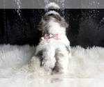 Small #5 Maltipoo