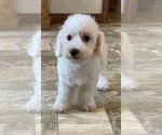 Small #4 Bichon Frise