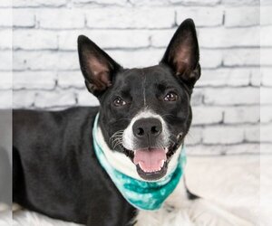 Border Collie-Unknown Mix Dogs for adoption in Kennesaw, GA, USA