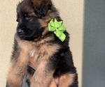 Puppy Green Collar German Shepherd Dog