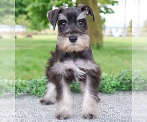 Schnauzer (Miniature) Puppy for sale in SYRACUSE, IN, USA