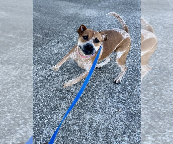 Medium Photo #4 Coonhound-Unknown Mix Puppy For Sale in Evansville, IN, USA