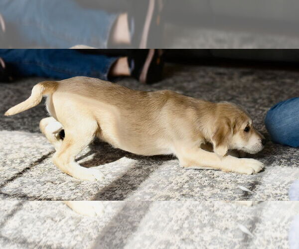 Medium Photo #2 Labrador Retriever-Unknown Mix Puppy For Sale in Mechanicsburg, PA, USA