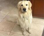 Small Photo #1 English Cream Golden Retriever Puppy For Sale in MIAMI, FL, USA
