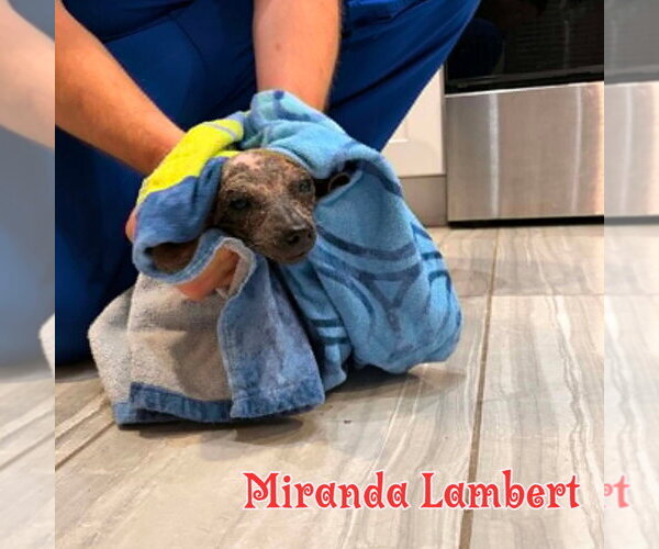 Medium Photo #21 Dachshund Puppy For Sale in San Antonio, TX, USA