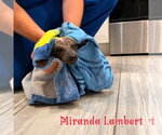Small #20 Dachshund