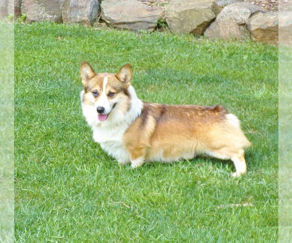 Medium Photo #1 Pembroke Welsh Corgi Puppy For Sale in COATESVILLE, PA, USA