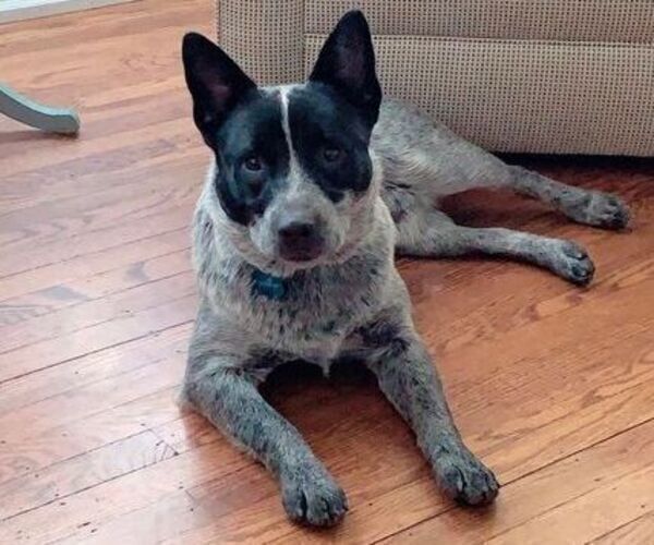 Medium Photo #1 Australian Cattle Dog Puppy For Sale in INDIANAPOLIS, IN, USA