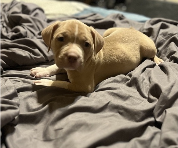 Medium Photo #24 American Bully Puppy For Sale in BUFFALO, NY, USA