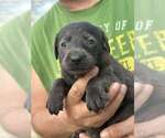Small Photo #6 Labrador Retriever Puppy For Sale in CASHTON, WI, USA
