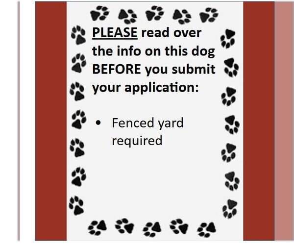 Medium Photo #3 Mutt Puppy For Sale in Fargo, ND, USA