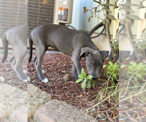 Medium Photo #8 American Pit Bull Terrier Puppy For Sale in Dana Point, CA, USA