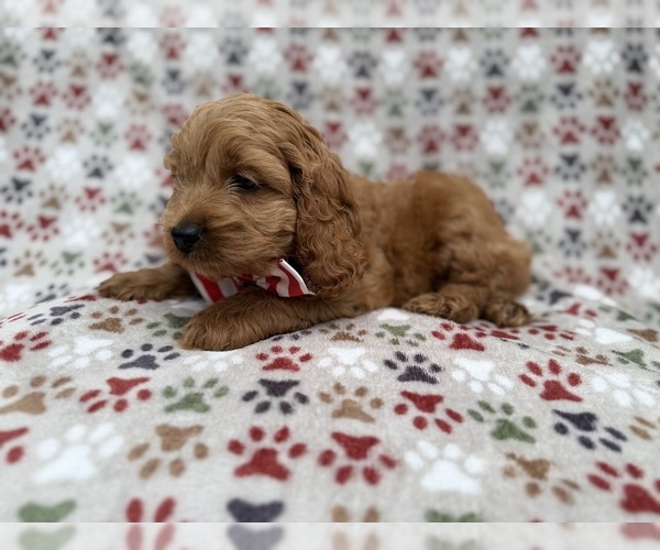 Medium Photo #9 Cock-A-Poo Puppy For Sale in LAKELAND, FL, USA