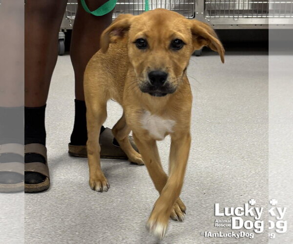 Medium Photo #2 Retriever -Unknown Mix Puppy For Sale in Washington, DC, USA