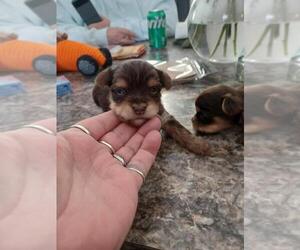Yorkshire Terrier Puppy for sale in COLTON, NY, USA