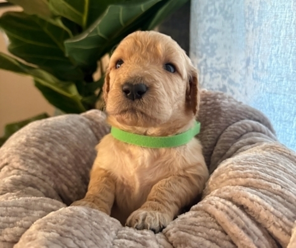 Medium Photo #7 Goldendoodle mix (+ Poodle Standard) Puppy For Sale in EL PASO, TX, USA