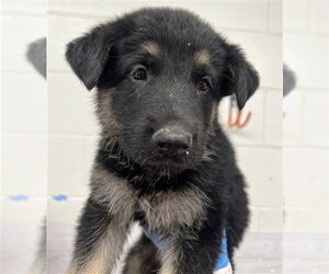 German Shepherd Dog-Unknown Mix Dogs for adoption in San Bernardino, CA, USA