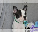 Small Photo #4 Boston Terrier Puppy For Sale in BROOKSVILLE, FL, USA