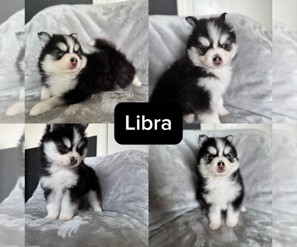 Medium Photo #5 Pomsky Puppy For Sale in HOMELAND, CA, USA