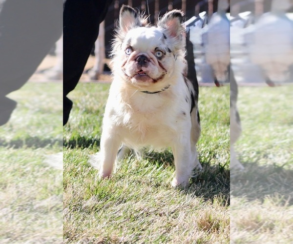 Medium Photo #1 French Bulldog Puppy For Sale in LOS ANGELES, CA, USA