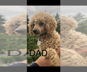 Father of the Goldendoodle (Miniature) puppies born on 10/19/2021