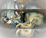 Small Photo #17 German Shepherd Dog Puppy For Sale in HAMILTON, NJ, USA