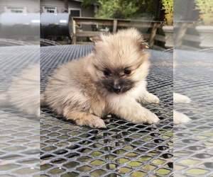 Pomeranian Puppy for sale in MARLTON, NJ, USA